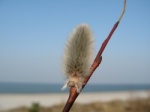 A male flowering catkin on a willow