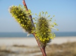 A male flowering catkin on a willow