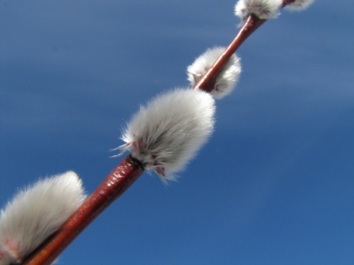 A male flowering catkin on a willow