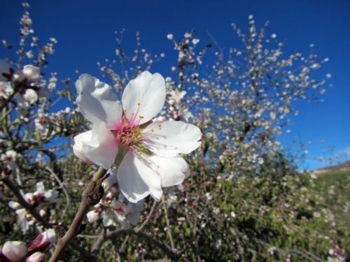 Almond flower flowering