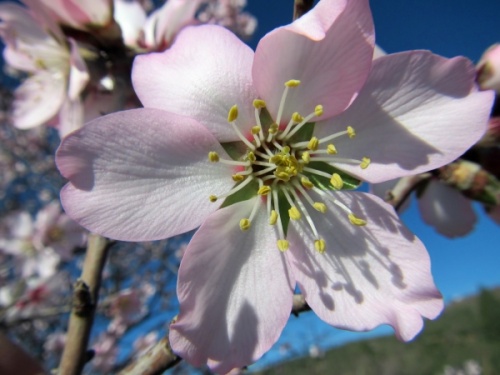 Almond flower flowering