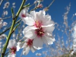 Almond flower