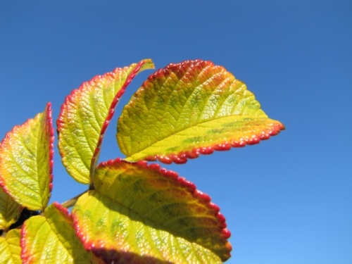 Autumn leaves
