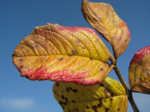 autumn leaves