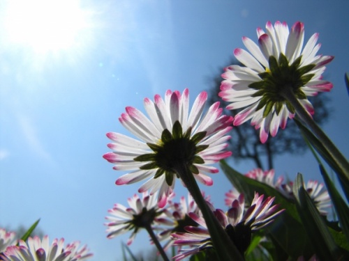 Bellis perennis or Daisies