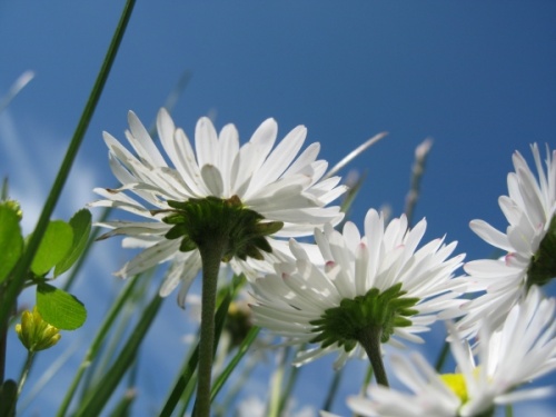 Bellis perennis or Daisy