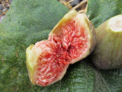 Common fig Ficus carica