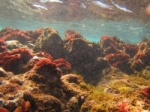 El Cabezo Godzilla reef from underwater camera