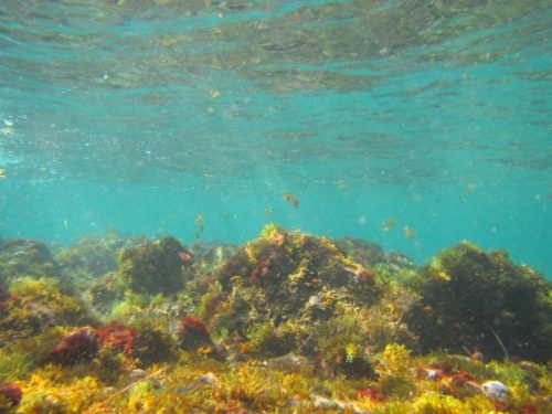 El Cabezo Godzilla reef from underwater camera