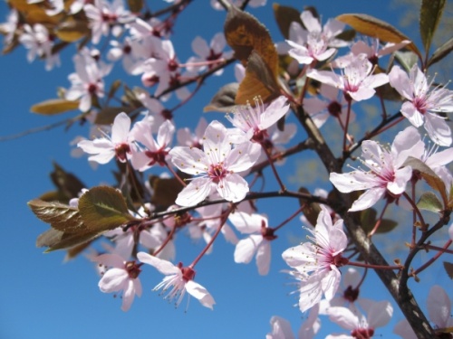 Flowering cherry