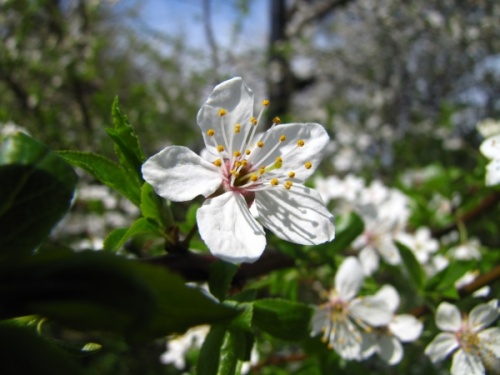 Flowering cherry