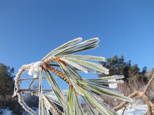 Frozen plants frost hard rime