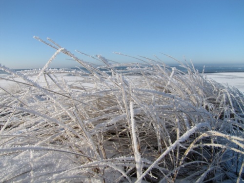 Frozen plants frost hard rime