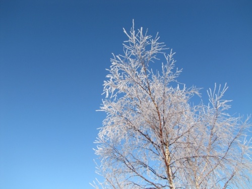 Frozen plants frost hard rime