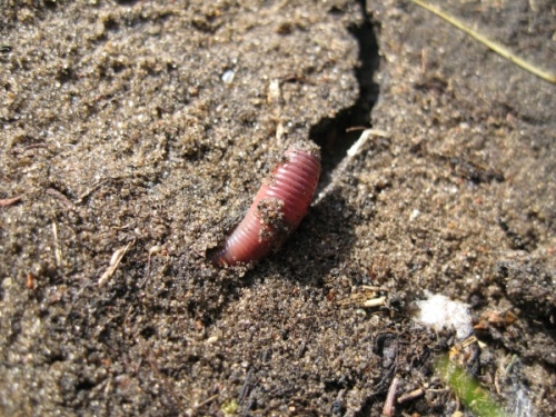 Lumbricus terrestris or Earthworm or Lob Worm