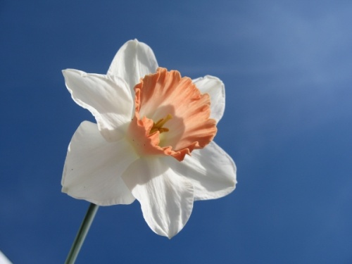 Narcissus jonquilla or Jonquil