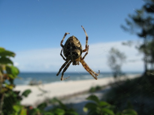 Orb-weaver spider