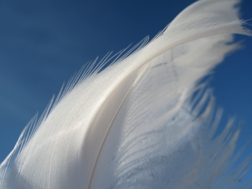 Seagulls feather