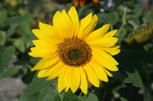 Sunflower