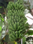 Tenerife bananas