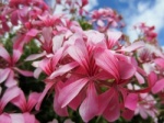 Tenerife flowers