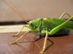Tettigonia or cicada