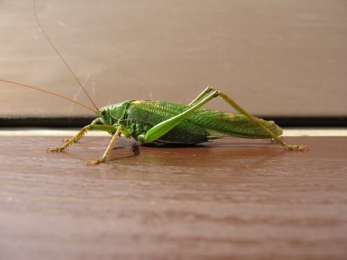 Tettigonia or cicada