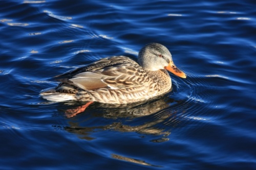 The Mallard or Wild Duck or Anas platyrhynchos