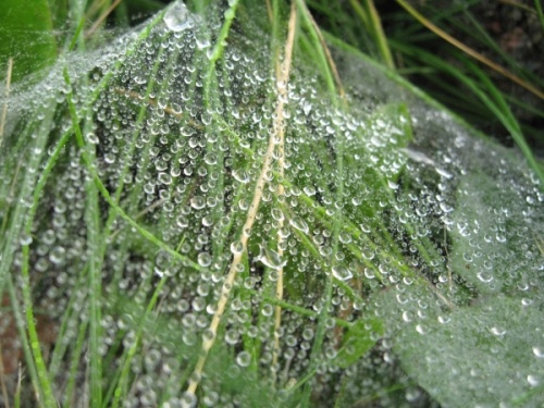 The morning dew