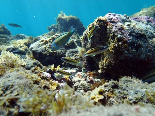 Underwater life of El Cabezo in El Medano Tenerife